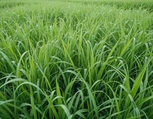Fototapeta premium A vast field of lush green grass stretches under a clear blue sky, with gentle sunlight illuminating the vibrant blades, creating a serene and tranquil outdoor scene.