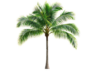 Vibrant palm tree cutout background tropical paradise botanical image studio setting elevated viewpoint