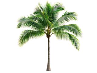 Vibrant palm tree cutout background tropical paradise botanical image studio setting elevated viewpoint