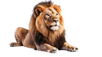 Fototapeta premium Majestic Lion Sitting Isolated on White Background - Professional Wildlife Photography
