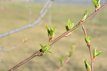 Springtime branch with budding green leaves