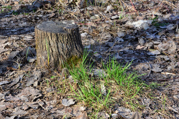 Tree stump with grass growing around it