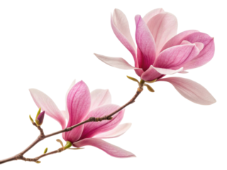 Magnolia flowers bloom beautifully with soft pink petals showcasing nature elegance and charm