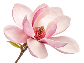 Fototapeta premium beautiful magnolia flower showcases delicate pink petals and rich center, symbolizing elegance and grace in nature design