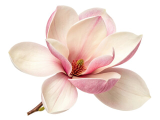 beautiful magnolia flower showcases delicate pink and white petals, radiating elegance and charm in any setting