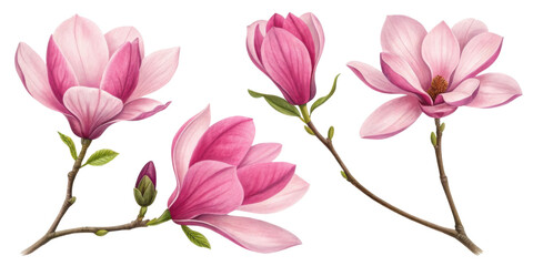 Fototapeta premium Magnolia flowers bloom in stunning shades of pink showcasing their delicate beauty and elegance in nature vibrant palette