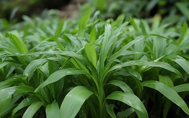 Obraz premium Lush Green Plant Leaves Dew Drops Nature Background