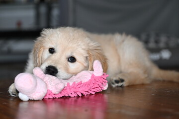 golden retriver, 2 mesi