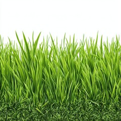 Fototapeta premium Fresh green grass texture isolated on white background image