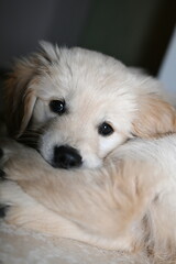 golden retirver, 2 mesi