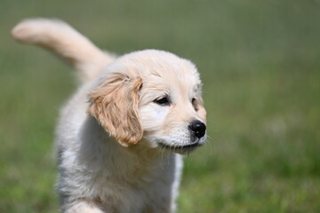 golden retirver, 2 mesi