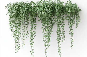 Hanging greenery cascade, lush foliage
