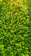 Obraz premium Close-up image of juicy microgreens