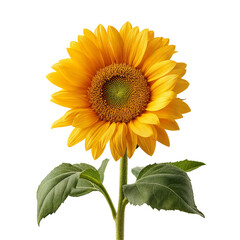 Obraz premium Bright yellow sunflower with green leaves