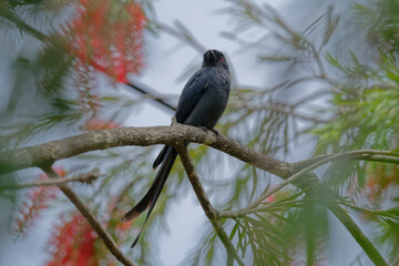Drongo on the branch