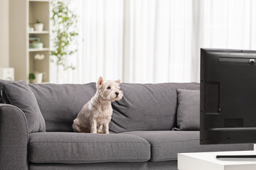 Funny westie terrier dog sitting on a sofa and watching tv