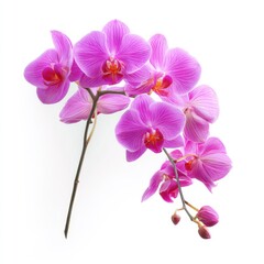 Naklejka premium Pink orchid flower blossoms isolated on white background art