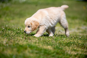 golden retirver, 2 mesi