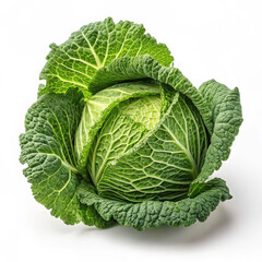 Fototapeta premium A fresh head of organic savoy cabbage isolated on a white background provides a healthy raw vegetable ingredient for a vegetarian diet straight from the garden