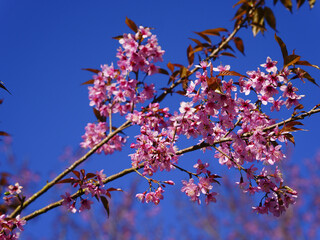 Wild Himalayan Cherry, Prunus cerasoides, Sakura in Thailand