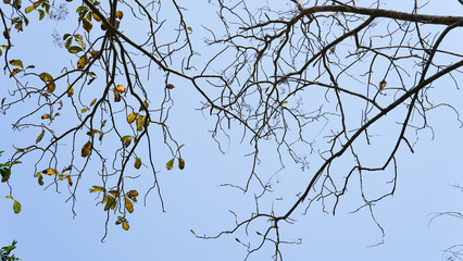 Dry teak trees in autumn on the forest with blue bright sky ,summer time. Focus on tree. Noisy. Exposure. Similar others