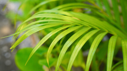Areca Palm Trees. Tropical gardens with luxuriant dypsis lutescens or golden cane palm trees also known as areca palms.