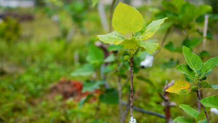 Tree grafting technique. A different kind of fig grafting to the fig tree. Eyepatch application. garden hobbies