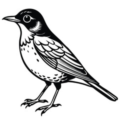 American Robin illustration flat vector design