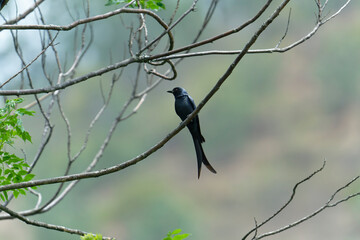 Drongo on the branch