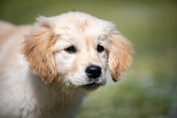 golden retirver, 2 mesi