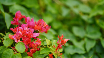 Bougainvillea Glabra choisy climbing plant with red flowers close up