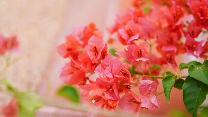Bougainvillea Glabra choisy climbing plant with red flowers close up