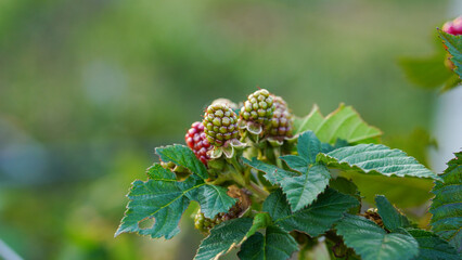 Young blackberry berries on the tree