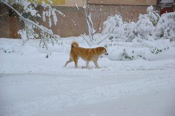 Ginger dog joyfully explores the snowy landscape, winter's wonderland adventure.