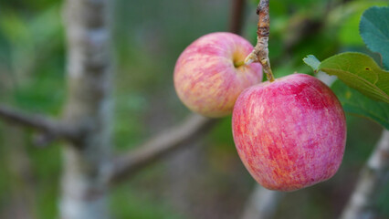 Anna apples hanging on a tree, ready to be picked