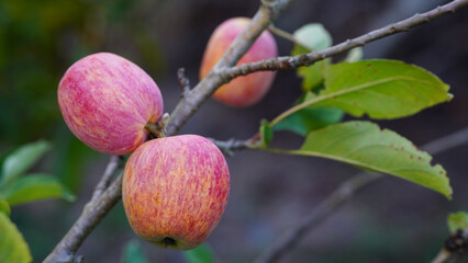 Anna apples hanging on a tree, ready to be picked