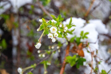 Close-up of delicate white spring blossoms dusted with snow, a macro floral study
