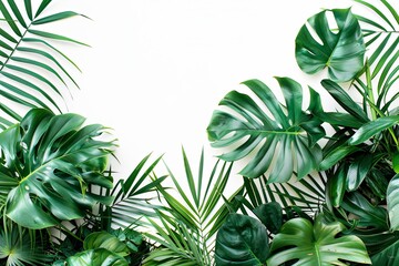 Tropical foliage. Green monstera and palm leaves frame white backdrop. Nature's vibrant beauty