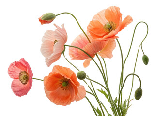 Obraz premium Beautiful poppy flowers bloom in soft shades of pink and orange, creating vibrant and cheerful display in nature
