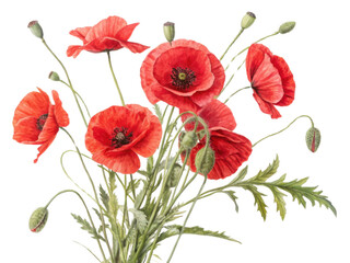 Naklejka premium Beautiful poppy flowers bloom vibrantly in stunning arrangement showcasing their delicate petals and lush green leaves