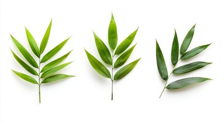 Obraz premium Fresh green bamboo leaves isolated on white