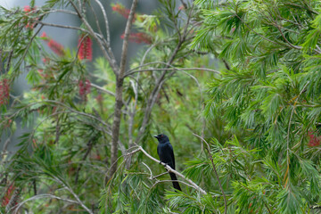 Drongo on the branch