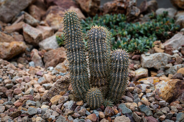 Hoodia Macrantha - Unique Succulent Plant