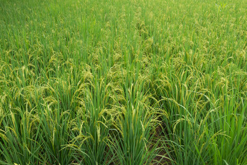 Growing Rice Field Landscape with Green Paddy Plants