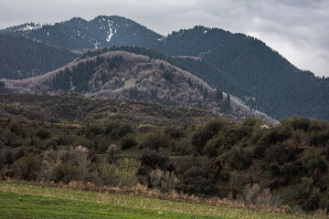 mountain landscape with trees and mountains