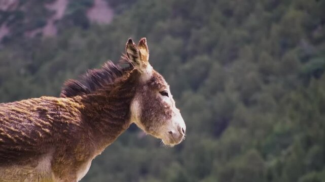 A closeup image of the Balearic donkey, a Spanish domestic breed native to the Balearic Islands in the Mediterranean Sea.