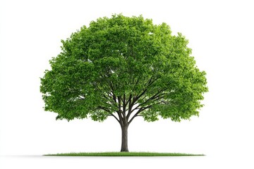 Fototapeta premium Lush Green Tree Isolated on White - Symbolizing nature, growth, life, peace, and the environment. A single, vibrant green tree stands majestically against a bright white background