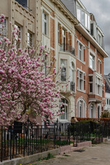 Cherry Blossoms Lining a Residential Street in Ghent