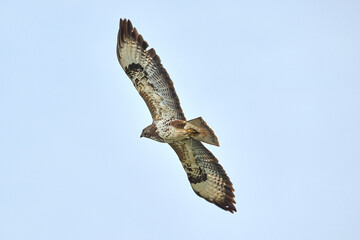 buzzard in flight