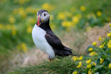 atlantic puffin or common puffin bird